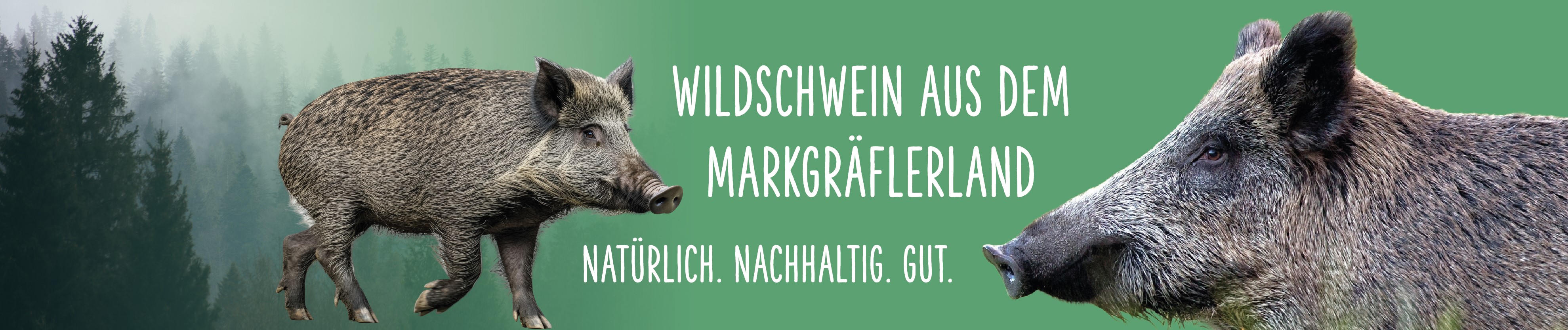 Wildschwein aus dem Markgräflerland